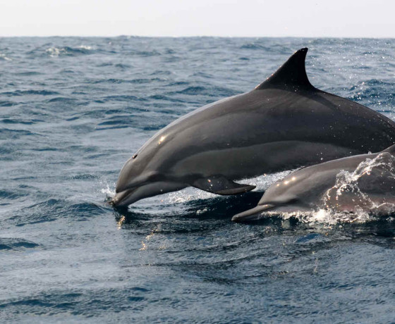 Gallery 2 Whale and Dolphin Watching 2015 02 07 2177 Kalpitiya edited 560x460